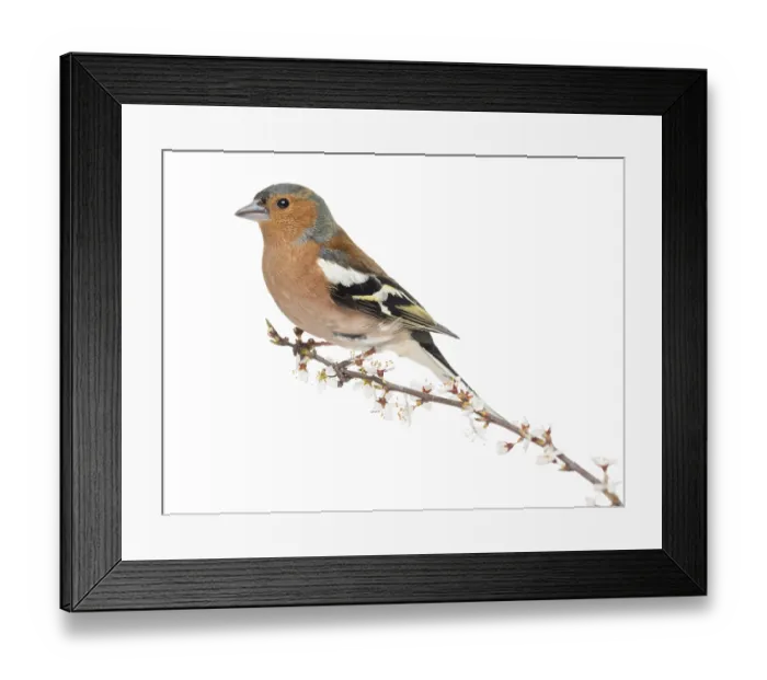 Framed Print : Common Chaffinch perched on branch