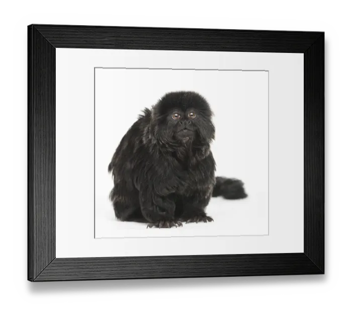 Framed Print : Goeldi's marmoset, Callimico goeldii