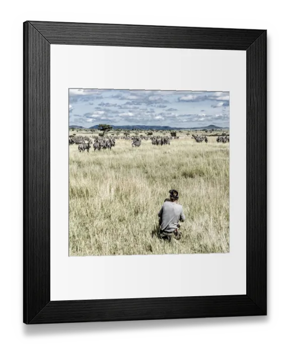 Framed Print : Photographer and group of zebras in Serengeti National Park Framed Print : Photographer and group of zebras in Serengeti National Park