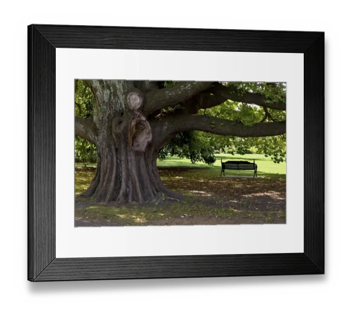 Framed Print : A park bench under a huge old elm (Ulmus glabra) in Hagley Park