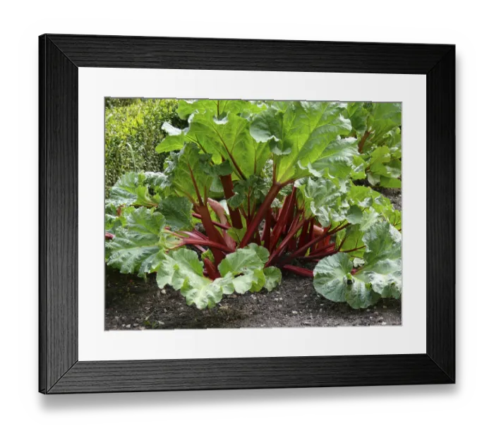 Framed Print : Common rhubarb (Rheum rhabarbarum), Rhubarb