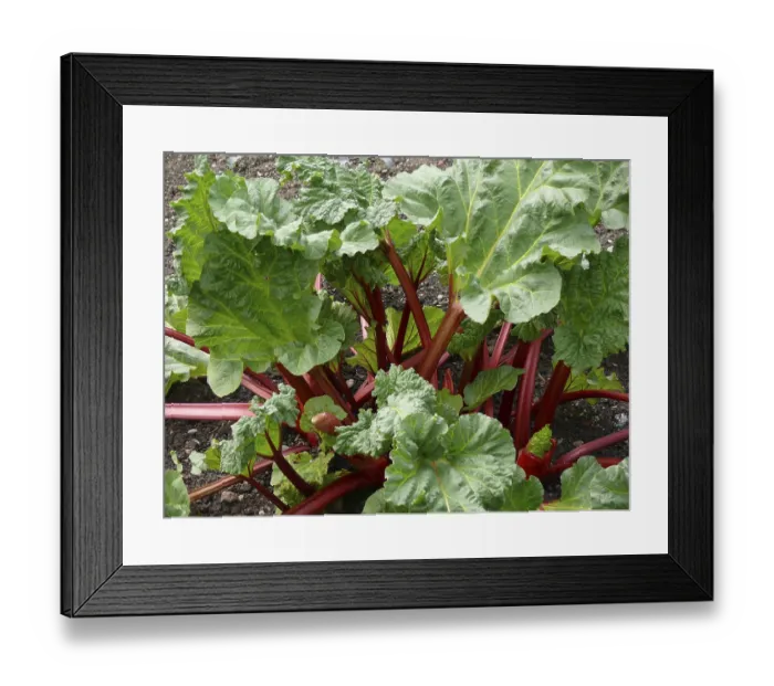 Framed Print : Common rhubarb (Rheum rhabarbarum), Rhubarb