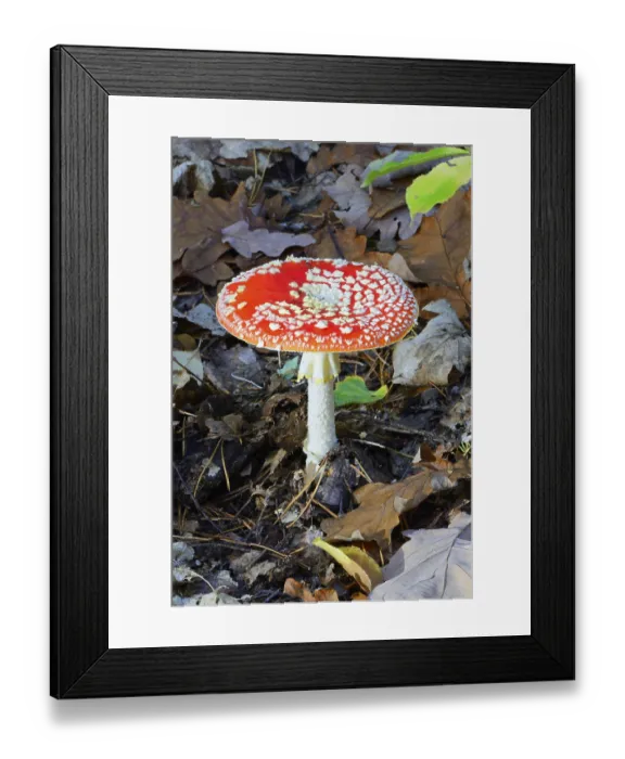 Framed Print : Fly agaric (Amanita muscaria) on forest soil