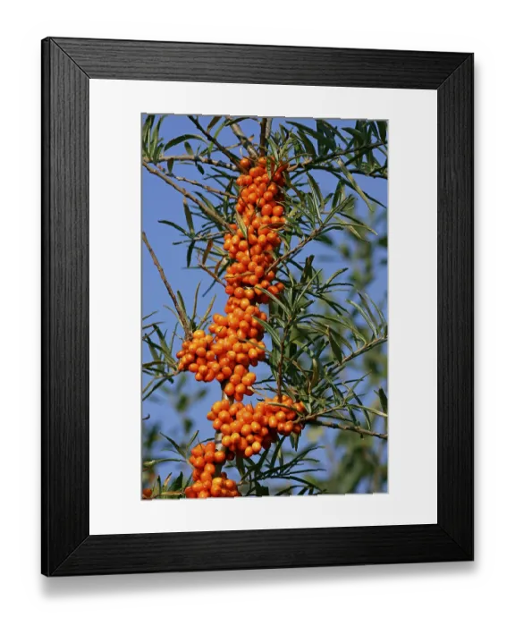 Framed Print : Sea buckthorn - bush with berries - sallow thorn - medicinal plant (Hippophae rhamnoides) Framed Print : Sea buckthorn - bush with berries - sallow thorn - medicinal plant (Hippophae rhamnoides)