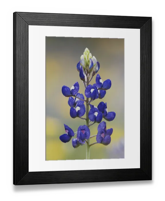 Framed Print : Texas Bluebonnet (Lupinus texensis)