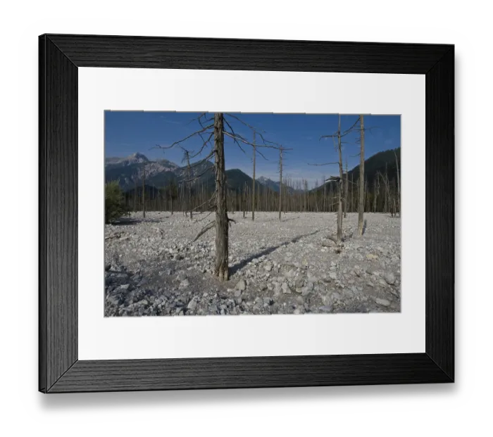 Framed Print : Dead forest, Friedergries, Garmisch-Partenkirchen Framed Print : Dead forest, Friedergries, Garmisch-Partenkirchen