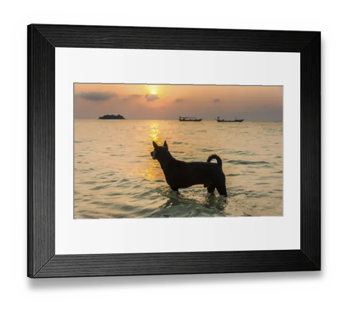 Framed Print : Dog standing in water with boats on sea at sunrise from Koh Tui Beach Framed Print : Dog standing in water with boats on sea at sunrise from Koh Tui Beach
