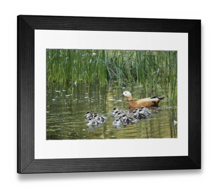 Framed Print : Ruddy shelduck (Tadorna ferruginea) adult bird with three-week-old young birds in a pond