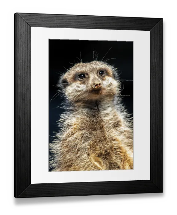 Framed Print : Meerkats (Suricata suricatta) with black background and sand on nose Framed Print : Meerkats (Suricata suricatta) with black background and sand on nose