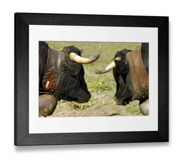 Framed Print : Assessing, Combat of queens, Swiss cow fighting Framed Print : Assessing, Combat of queens, Swiss cow fighting
