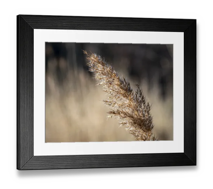 Framed Print : Common reed (Phragmites australis) on the bank of the Denstorf gravel pit near Braunschweig in backlight Framed Print : Common reed (Phragmites australis) on the bank of the Denstorf gravel pit near Braunschweig in backlight