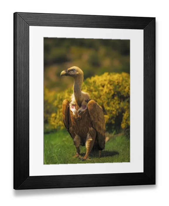 Framed Print : Griffon vulture (Gyps fulvus) in spring light