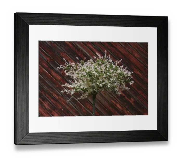 Framed Print : Salix integra
