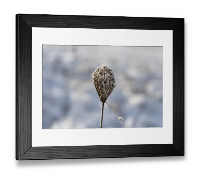 Framed Print : Blossom of a wild carrot (Daucus carota subsp) Framed Print : Blossom of a wild carrot (Daucus carota subsp)