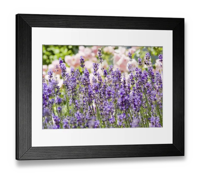 Framed Print : Lavender (Lavandula)