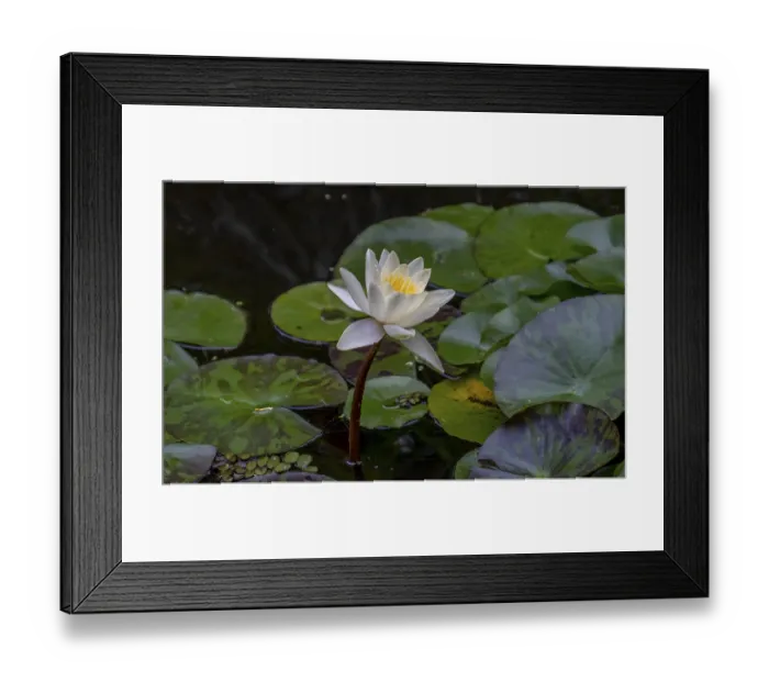 Framed Print : European white water lily (Nymphaea alba)