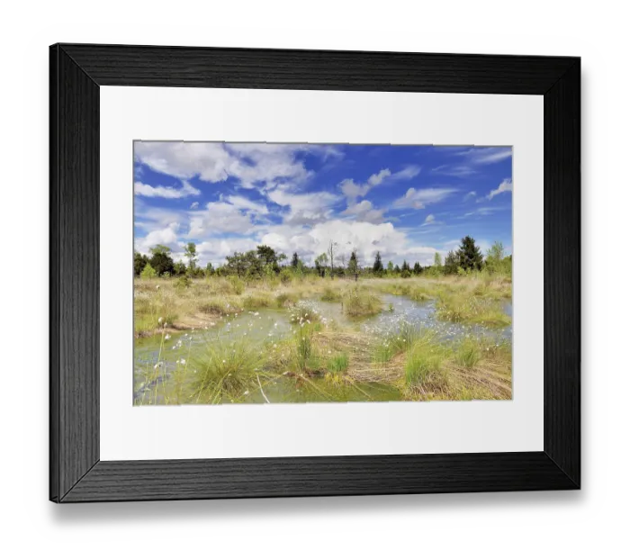 Framed Print : Hare's-tail cottongrass (Eriophorum vaginatum) in wet moorland with peat moss (Sphagnum sp) Framed Print : Hare's-tail cottongrass (Eriophorum vaginatum) in wet moorland with peat moss (Sphagnum sp)