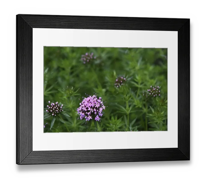 Framed Print : Phuopsis stylosa Framed Print : Phuopsis stylosa