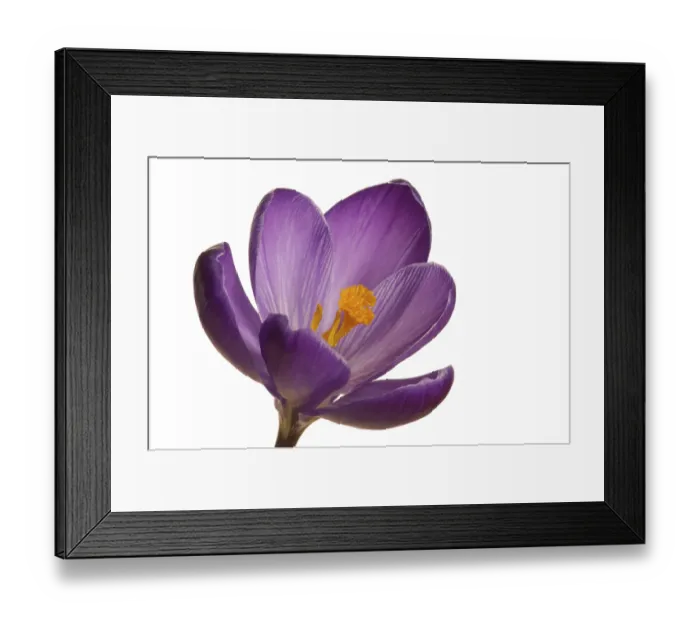 Framed Print : Spring crocus (Crocus vernus hyb.) Framed Print : Spring crocus (Crocus vernus hyb.)