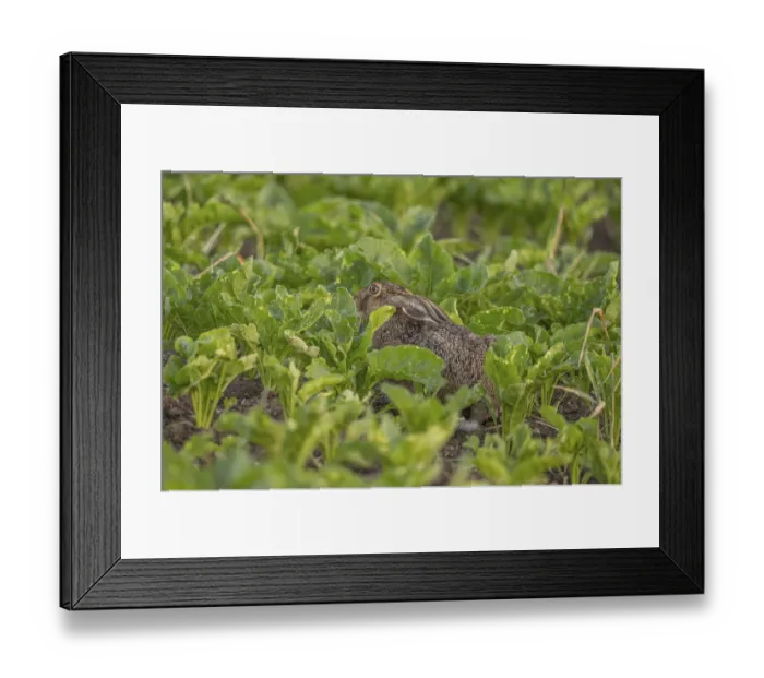 Framed Print : European hare (Lepus europaeus) stands among the leaves of green vegetables in the field Framed Print : European hare (Lepus europaeus) stands among the leaves of green vegetables in the field