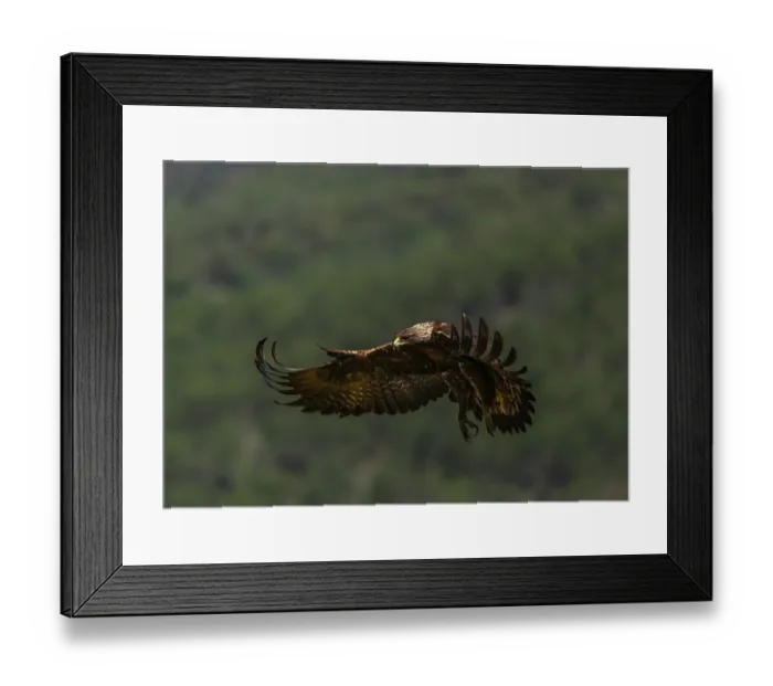 Framed Print : Golden eagle (Aquila Chrysaetos) in flight in the foothills of the Pyrenees in the province of Lleida