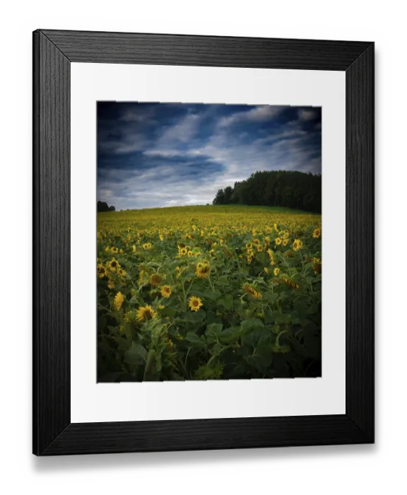Framed Print : Sunflower field