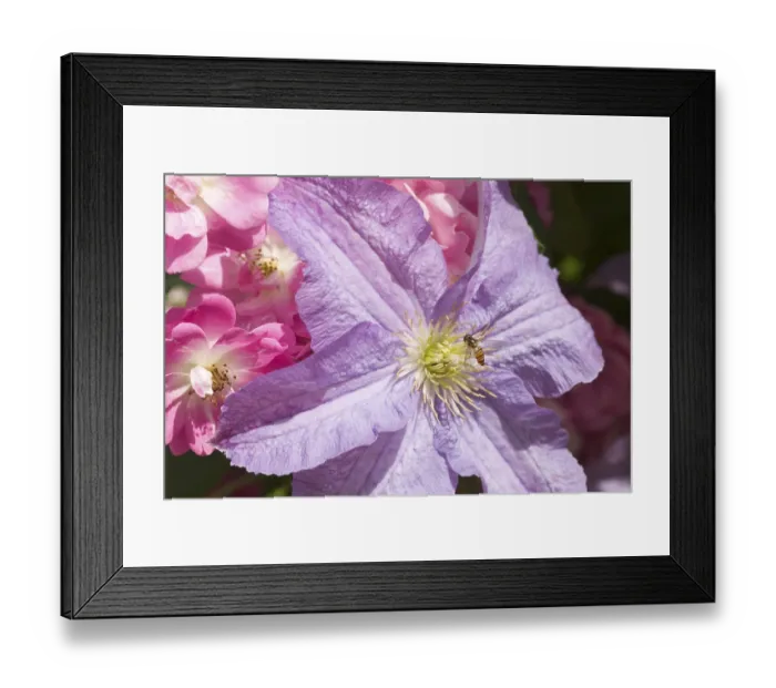 Framed Print : Italian leather flower - Clematis viticella Dominica Framed Print : Italian leather flower - Clematis viticella Dominica