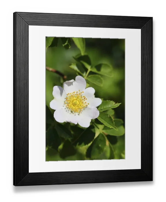 Framed Print : Dog rose (Rosa canina), wild rose