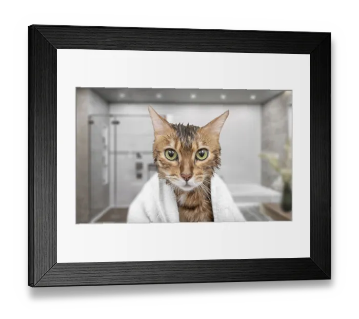 Framed Print : Wet cat in a towel in the shower while bathing Framed Print : Wet cat in a towel in the shower while bathing