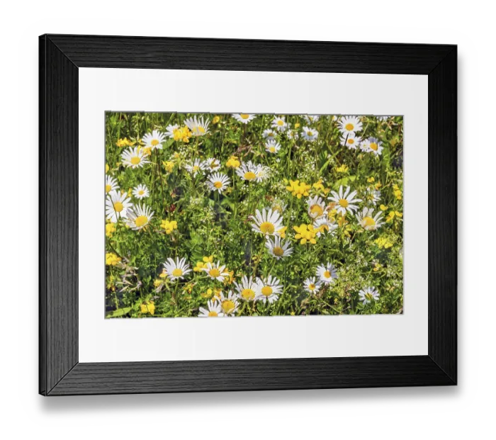 Framed Print : Ox-eye daisy (Leucanthemum vulgare) Framed Print : Ox-eye daisy (Leucanthemum vulgare)
