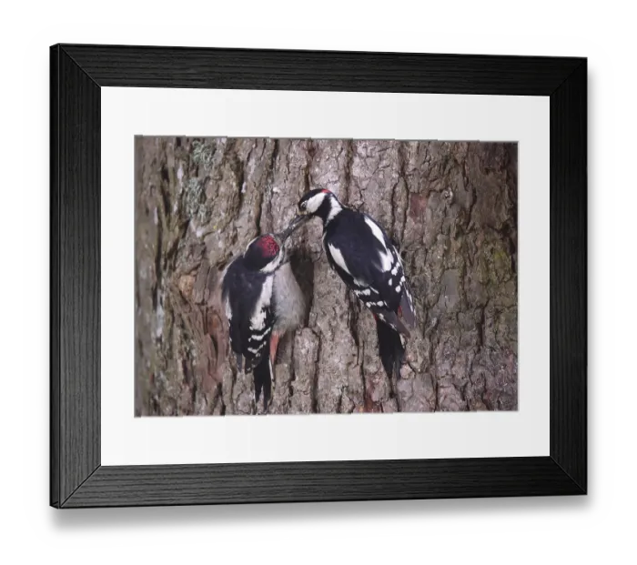 Framed Print : Two woodpeckers close together on a tree bark