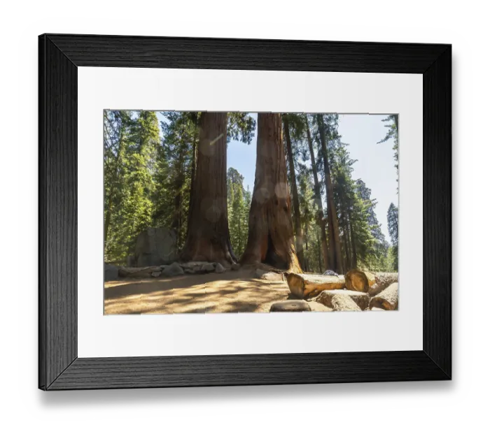 Framed Print : Powerful ancient giant sequoia trees reaching high into the bright blue sky