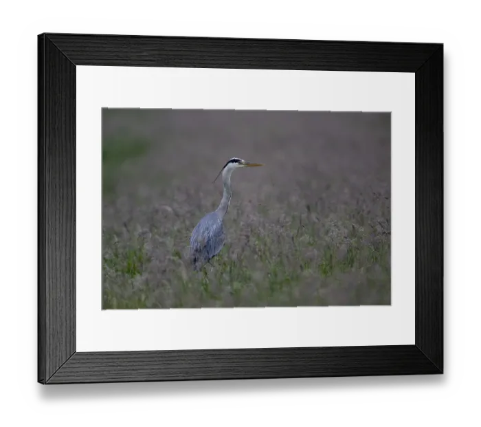Framed Print : Grey heron (Ardea cinerea) in a meadow)