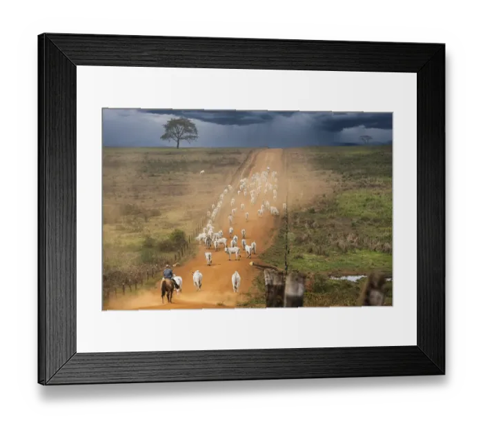 Framed Print : Cowboys, vaqueiros raising cattle Framed Print : Cowboys, vaqueiros raising cattle