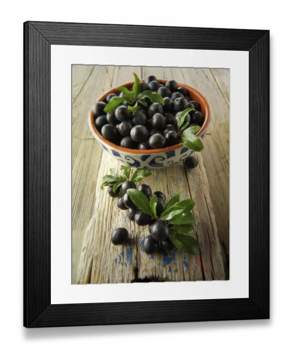 Framed Print : Fresh sloe berries fron the blackthorn (Prunus spinosa) bush Framed Print : Fresh sloe berries fron the blackthorn (Prunus spinosa) bush