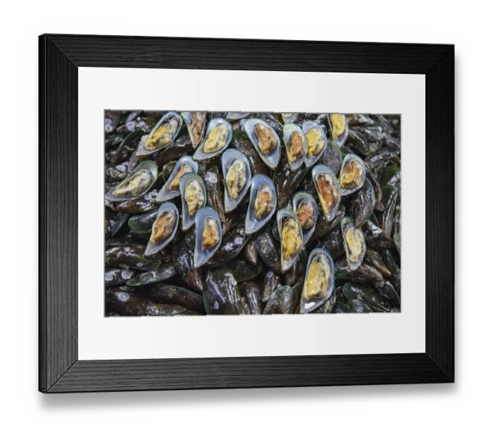 Framed Print : Fresh raw mussel at the Seafood and Fish Market in Naklua City next to Pattaya City Framed Print : Fresh raw mussel at the Seafood and Fish Market in Naklua City next to Pattaya City