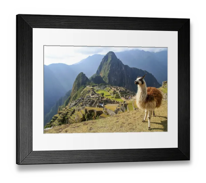 Framed Print : Llama in front of ancient inca town of Machu Picchu