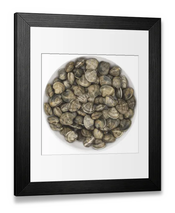 Framed Print : Chamelea gallina, small saltwater clam in the family Veneridae