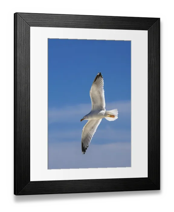 Framed Print : European Herring Gull, Larus argentatus