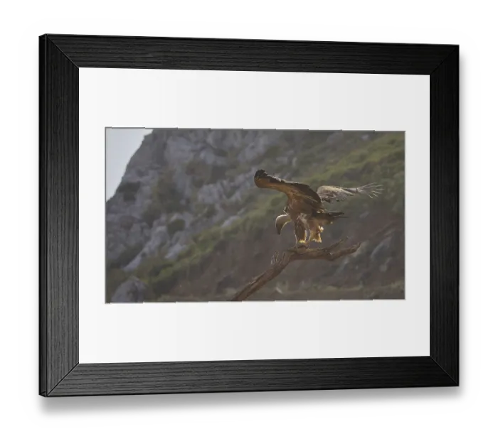 Framed Print : A vulture perches on a branch with its wings outstretched in a mountainous setting