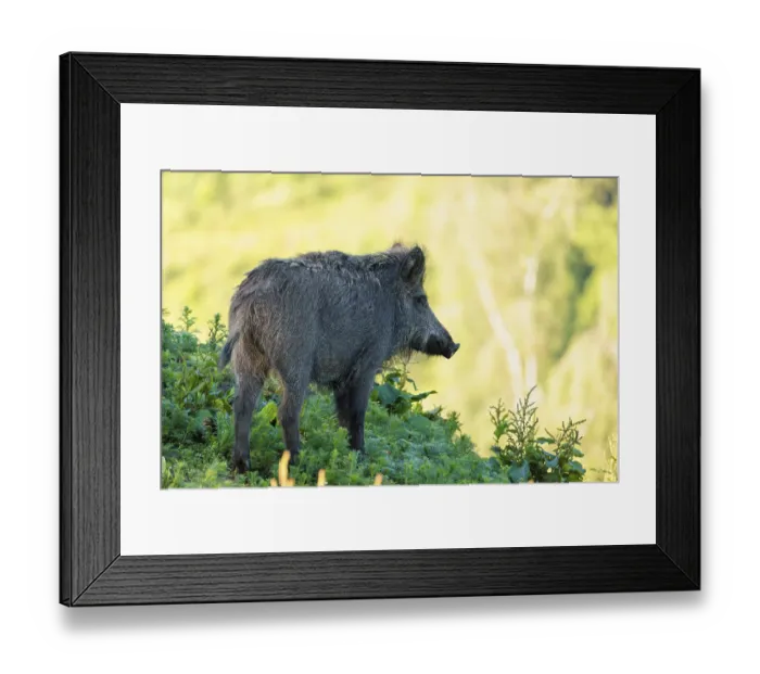 Framed Print : A female wild boar (Sus scrofa) stands on a mound in a green clearing on a sunny morning Framed Print : A female wild boar (Sus scrofa) stands on a mound in a green clearing on a sunny morning