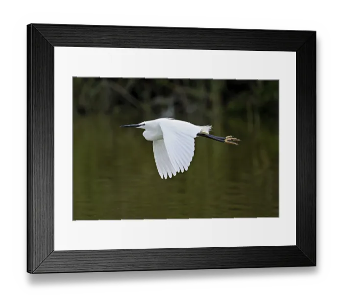 Framed Print : Little Egret (Egretta garzetta)