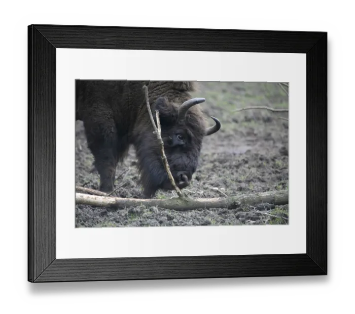 Framed Print : Mighty primeval animal Framed Print : Mighty primeval animal