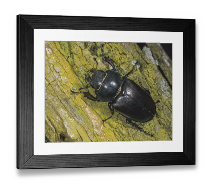 Framed Print : Thundergugi, firecracker, stag beetle