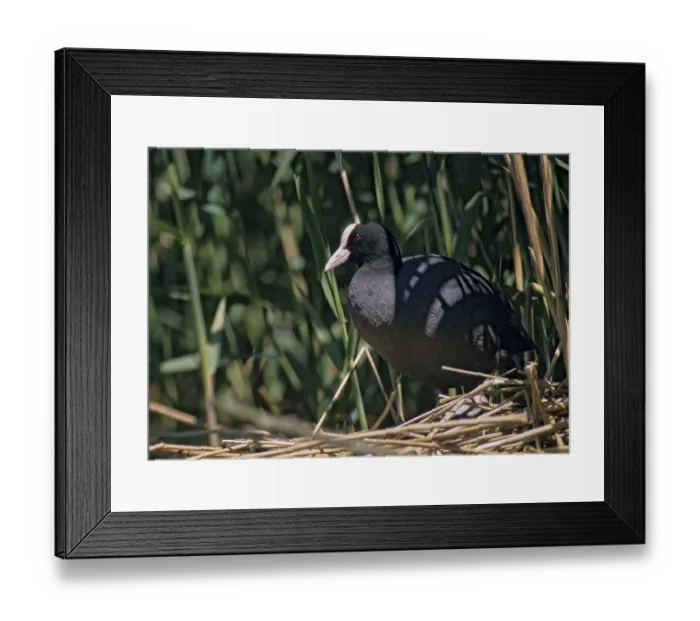 Framed Print : Eurasian Coot Coot, Fulica Atra Framed Print : Eurasian Coot Coot, Fulica Atra