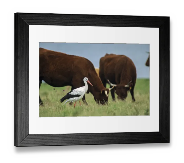 Framed Print : Ciconia ciconia, white stork, birds