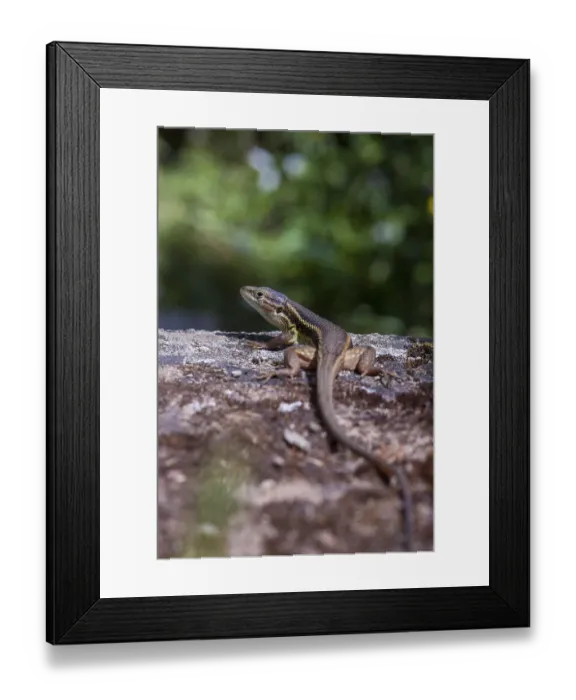 Framed Print : Algerian Sand Racer, Algerian Sandstrider Framed Print : Algerian Sand Racer, Algerian Sandstrider