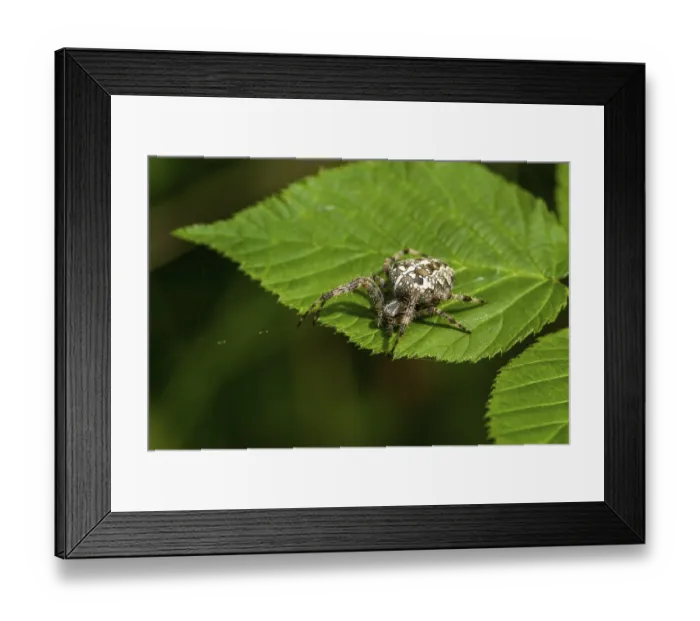 Framed Print : Arachnida, Araneus diadematus, European garden spider