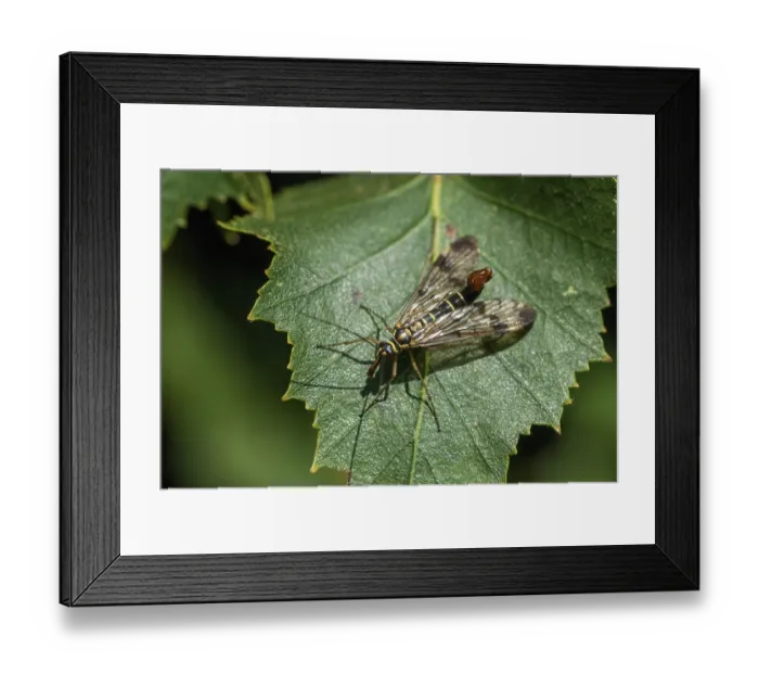 Framed Print : Panorpa spec. beaked flies, scorpionfly spec Framed Print : Panorpa spec. beaked flies, scorpionfly spec