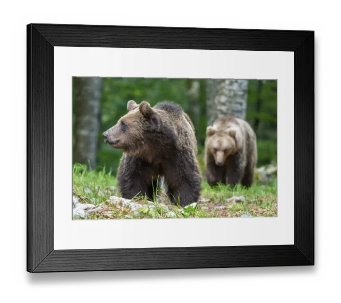 Framed Print : European brown bear (Ursus arctos arctos)